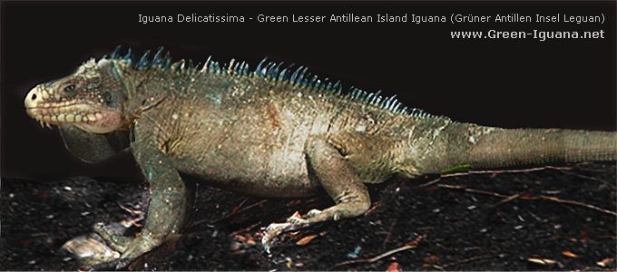 Iguana Delicatissima - Grner Antillen Insel Leguan