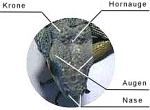 Innere Organe des Grnen Leguan - Iguana Organismus