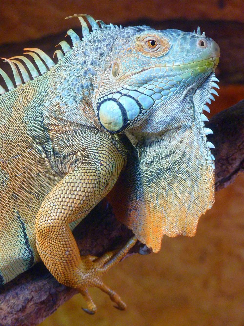 Iguana Adult Male - Ausgewachsenes groes Leguan Mnnchen