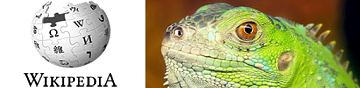 Der Grne Leguan (Iguana iguana) ist ein Vertreter der Leguane (Iguanidae), 