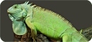 Green Iguana