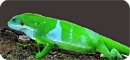 Fidji Iguana