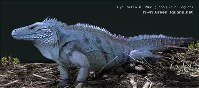 Blauer Leguan - Cyclura nubila lewisi