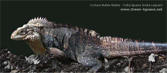 Bild: Cyclura nubila  - Der Kubaleguan