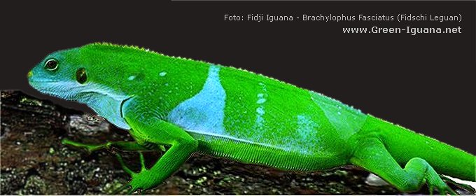 Bild: Fidji Iguana - Brachylophus Fasciatus