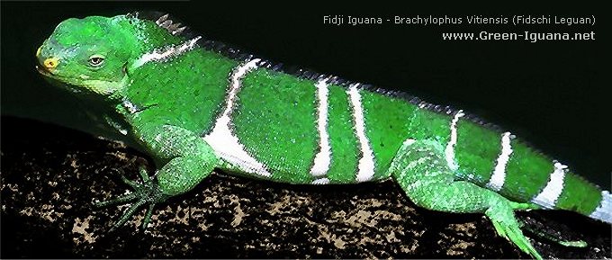 Bild: Fidschi Leguan - Brachylophus Vitiensis
