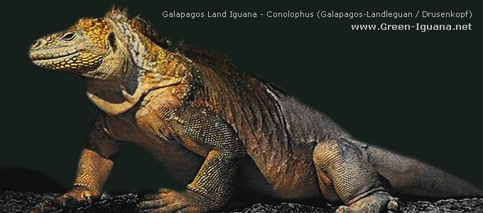 Bild: Drusenkopf Leguan / Galapagos Landleguan