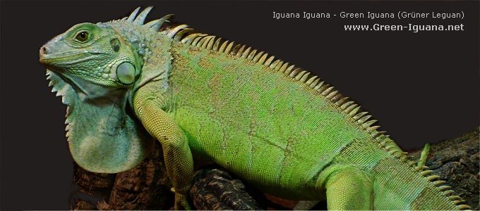 Bild: Green Iguana Iguana