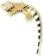 >>> REPTILIEN - LINKLISTE >>>