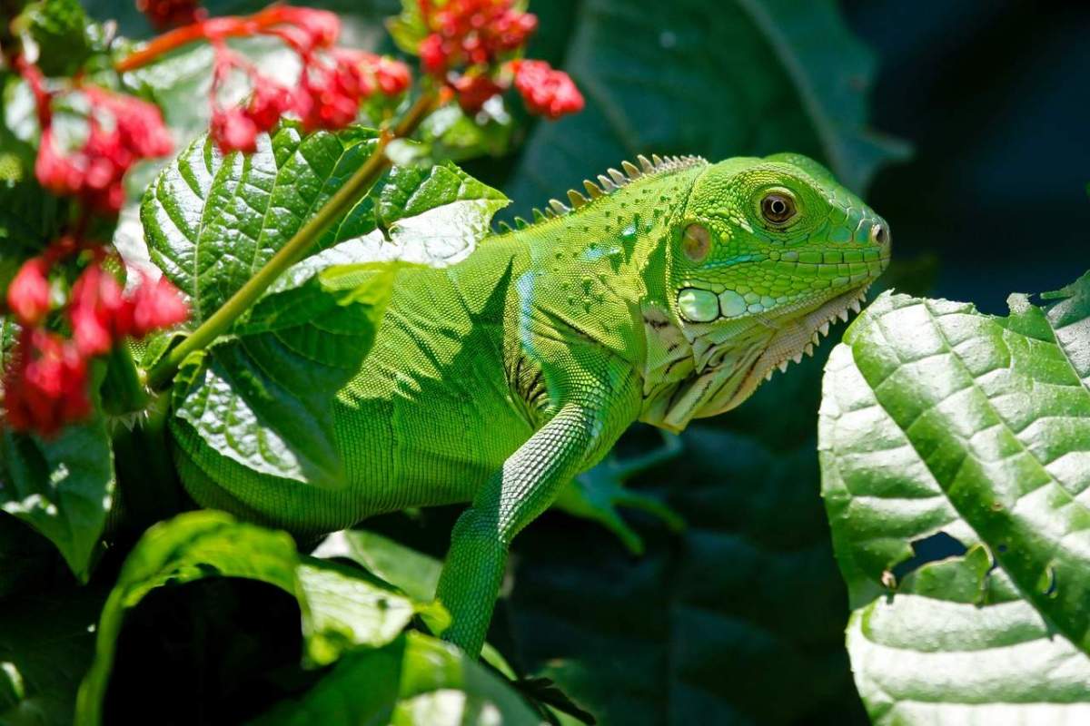 Iguana Baby - Leguan Jungtier