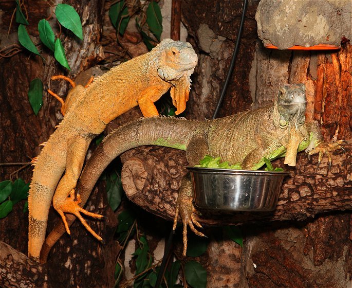 leguan maennchen und weibchen (iguana-iguana)