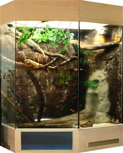 Foto: Leguan Terrarium