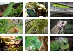 Leguan Bilder Wettbewerb - Das Iguana Foto des Jahres