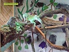 Foto: Leguane im Terrarium 